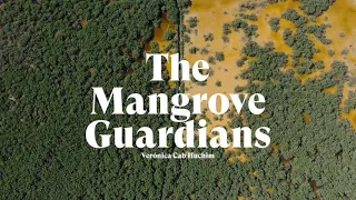 Mexico’s Mangrove Guardians: Securing Economic Stability