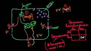 Мембранные потенциалы - Часть 2