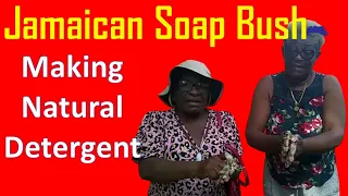 Jamaican Soap Bush Matters!  Watch Ladies Make Natural Detergent