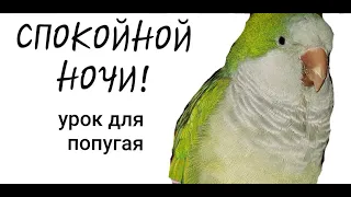 "СПОКОЙНОЙ НОЧИ!"-- УРОК ДЛЯ ОБУЧЕНИЯ ПОПУГАЯ ГОВОРИТЬ.