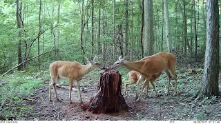 Fawn Nursing On Doe At Mineral Lick | USA Trail Cams Recruit