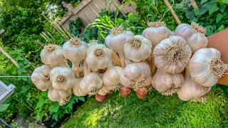 EP14: How to start your garlic in Fall