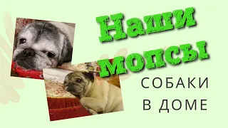 Мопс / Старый мопс храпит / Собака в семье / Уход за домашней собакой / pug