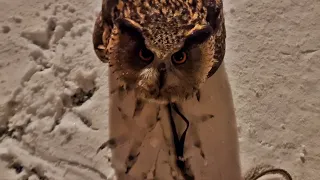 U-go away! Owl Yoll throws me out of his balcony: get out of here!