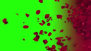 Greenscreen  Animation of rose leaves on a green background