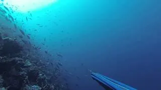 Spearfishing GT