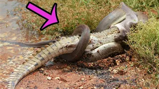 6 Scenes Of Python Swallowing Crocodile, Anaconda Eating Caiman - Animal Fights