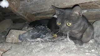 Cat Hunting Pigeons Like Crazy