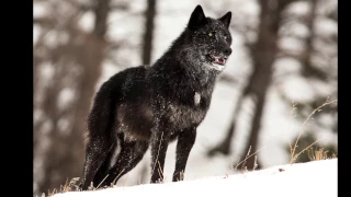 The alarm barking of an alpha male wolf in Yellowstone
