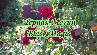 Чёрная Магия(Black Magic) - Фаворитка сада!!!