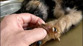 Removing Monster Mango worms From Helpless Dog! Animal Rescue Video 2022 #35