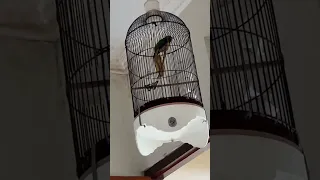 BURUNG CUCAK CUNGKOK GACOR FULL TEMBAKAN NILAI TERTINGGI DI ARENA LOMBA