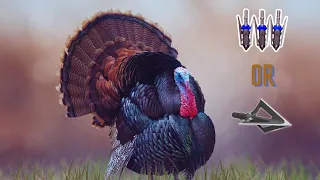 Best Broadhead for Bow hunting Turkeys?