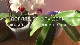 Догляд за орхідеями після цвітіння