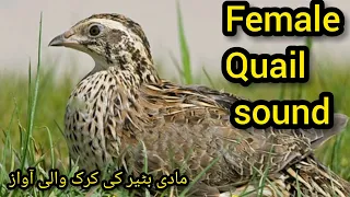 Female quail calling | common quail sound | batair ki made ke awaz | Batair ki awaz Quail Hunting