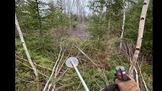 On the saw!!! 545fx Husqvarna clearing saw silviculture 2023 Joggins Nova Scotia