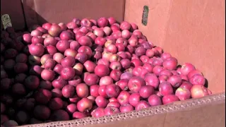 Collegeville Orchards Opens After Difficult Growing Season