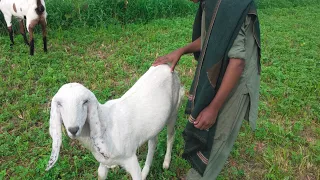 Amazing Goat meet fast time Animals hd// Animals videos January 16, 2022