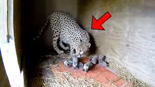 Gepard bringt 5 Junge zur Welt. Doch dann passiert etwas Unglaubliches!