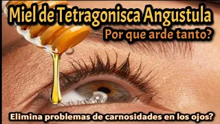 👀 Miel de Tetragonisca angustula para curar carnosidades en los ojos