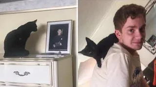 Кошка скучала по своему хозяину, и не отрываясь смотрела на его фото