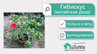 Китайская роза польза и вред. Чай каркаде из гибискуса. Уход.