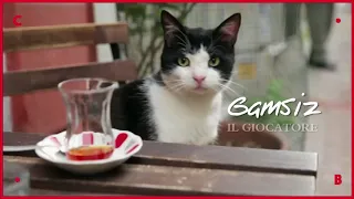 KEDI - LA CITTÀ DEI GATTI ● un film di Ceyda Torun