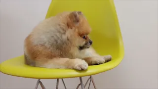 Pomeranian –The Cute, Smart, Small Dog Compilation 2022 Video 2 ##BibekAnimalTV