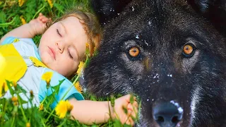 Amazing story about the wolf’s loyalty