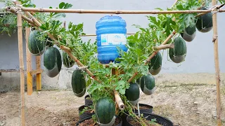 Watermelon is big, sweet and succulent if you grow it this way