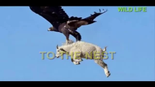 Eagle Attacks Top 10 attacks by wild life animals 2017