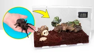 Jak rosną tarantule | Doskonały dom dla pająka