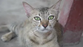 Sad cat was taken by its owner to the pagoda