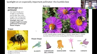 Native Plants & Bumble bees with Dave Tomashefski
