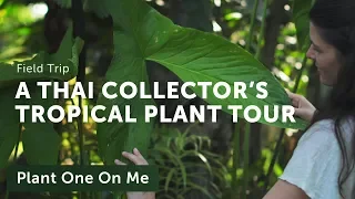 A Thai Collector's Tropical Houseplant Tour: Part III — Plant One On Me — Ep 142