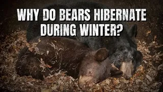 【Camojojo】Why Do Bears Hibernate During Winter?