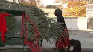 Raw: White House Christmas Tree Arrives