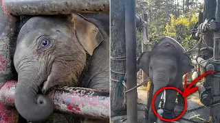 Baby elephants stabbed with nails in cruel ‘crush’ training for tourists