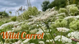 Wild Carrot/ Queen Anne’s Lace (Daucus carota) Identification