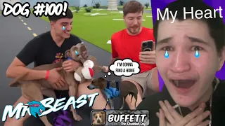 I LOVE THIS DOG VIDEO! (I Actually Cried){⁠@MrBeast}{I Rescued 100 Abandoned Dogs!}REACTION