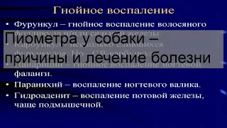 Пиометра у собаки – причины и лечение болезни