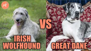 Irish Wolfhound vs Great Dane: Which Is Best For You?