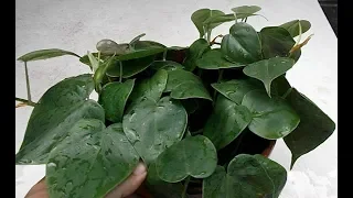 Philodendron Leaf & Stem Cuttings in Water & Soil