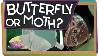 Butterfly or Moth?