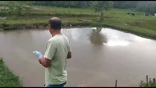 Lago de peixe com algas na superfície como eliminar