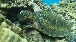 Observing a Sea Turtle with real life whale songs