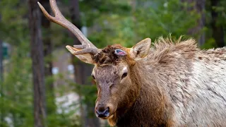 Elk Bull Sheds an Antler