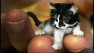 🐱Funny Cat Videos 2021😅Try Not To Laugh Or Grin Challenge - Very Funny Cat 2