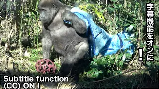 According to a zookeeper, Kintaro's food intake is exploding.  Gorilla | Momotaro family