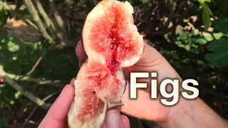 Growing Fig Trees in Australia - Planting & Pest Guide